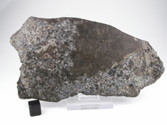NWA 869 chondrite meteorite
